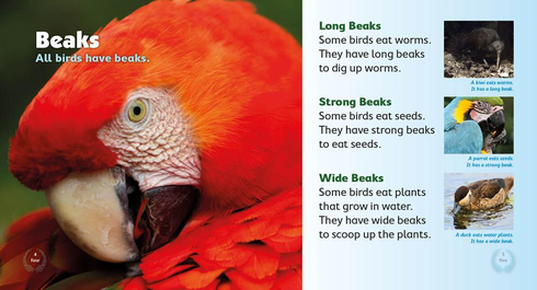 Literacy Tower - Level 10 - Non-Fiction - Birds Birds Birds Birds - Single 9781776500505
