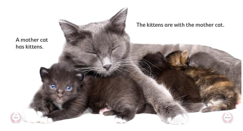 Literacy Tower - Level 2 - Non-Fiction - Kittens - Pack of 6 2770000031349