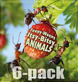Literacy Tower - Level 23 - Non-Fiction - Teeny-Weeny Itsy-Bitsy Animals - Pack of 6 2770000032391