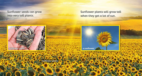Literacy Tower - Level 7 - Non-Fiction - Sunflower Seeds - Pack of 6 2770000031608