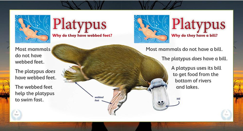 Literacy Tower - Level 8 - Non-Fiction - Australias Amazing Platypus - Pack of 6 2770000031646