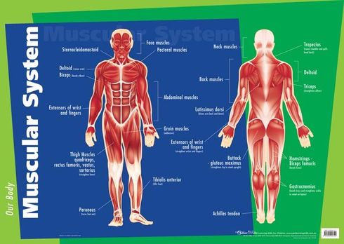 Chart Muscular System  9781920926120