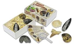  Fossil Collection 3014