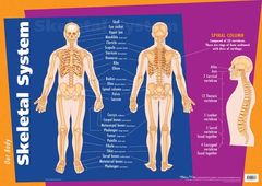 Chart Skeletal System  9781920926137