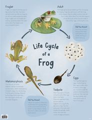 Life Cycle of a Frog - Educational Chart