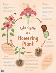 Life Cycle of a Flowering Plant Chart